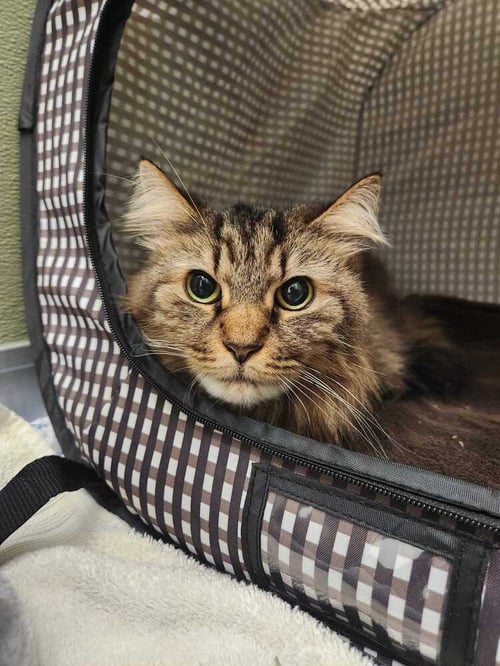 MERIDA - Domestic Short Hair available for adoption