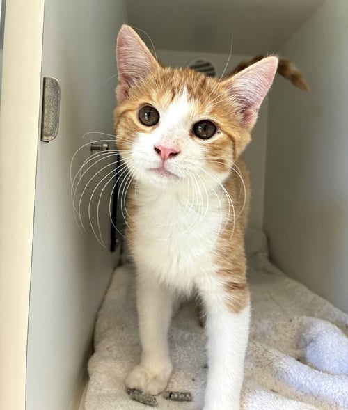 CHEESE PUFF - Domestic Short Hair available for adoption