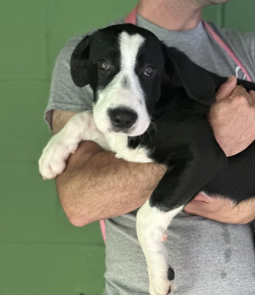 PUMPKIN PATCH AVAILABLE 10/24 - Labrador Retriever / Beagle available for adoption