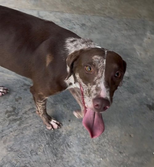 SAFFRON AVAILABLE 10/2 - Labrador Retriever / German Shorthaired Pointer available for adoption