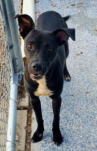 Sally available 10/30 - Photo 1