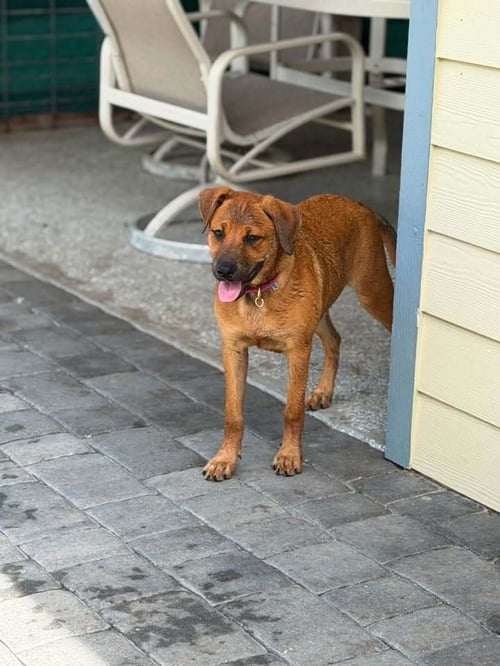 OCEAN AVAILABLE 9/4/26 - Labrador Retriever available for adoption