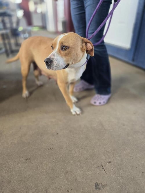 JOURNEY AVAILABLE 5/15 - Unknown available for adoption