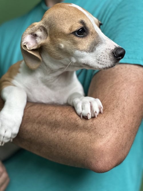 VIRGO - Terrier available for adoption
