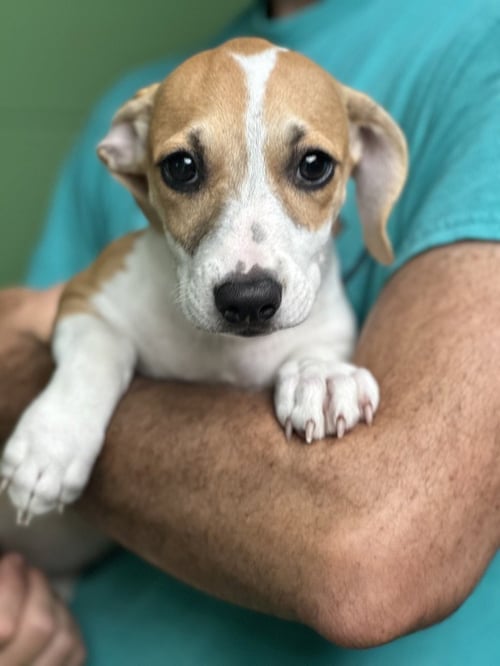 VIRGO - Terrier available for adoption