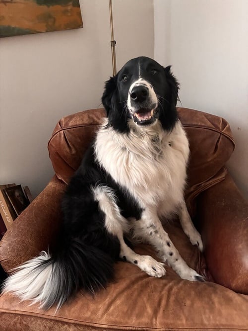 CASEY **COURTESY POST** - Border Collie / Great Pyrenees available for adoption