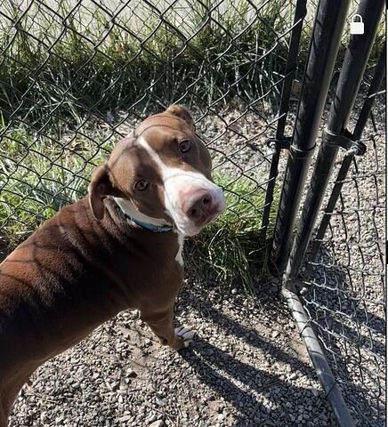 SUGAR AVAILABLE 10/30/26 - Labrador Retriever available for adoption