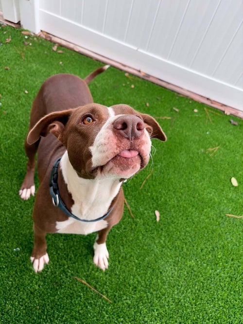 SUGAR AVAILABLE 10/30/26 - Labrador Retriever available for adoption