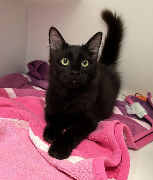 CEVICHE - Domestic Short Hair available for adoption