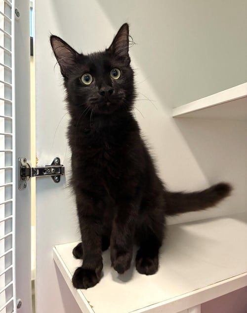 CEVICHE - Domestic Short Hair available for adoption