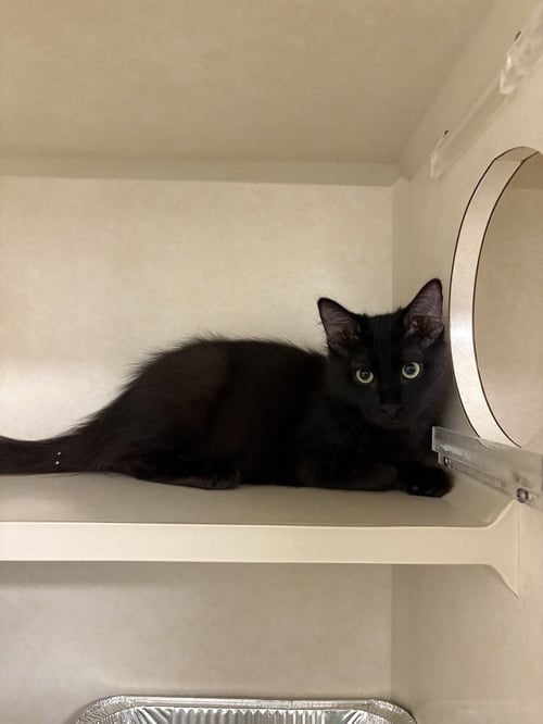CEVICHE - Domestic Short Hair available for adoption