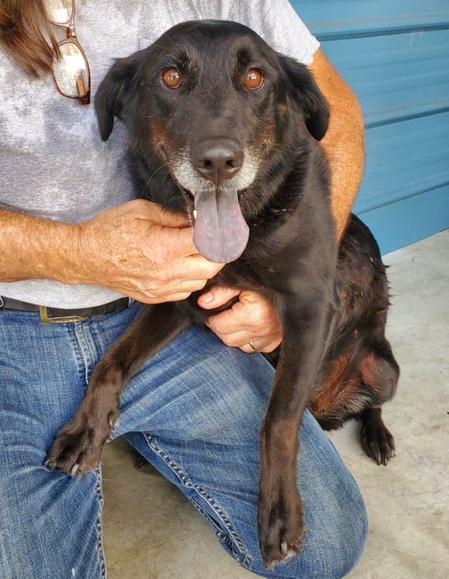 SALEM AVAILABLE 9/4 - Labrador Retriever available for adoption