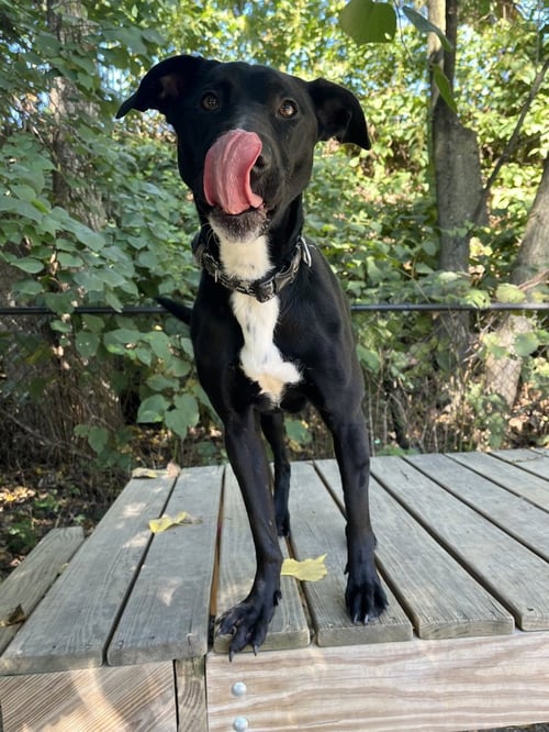 SHADE AVAILABLE 9/17 - Labrador Retriever available for adoption