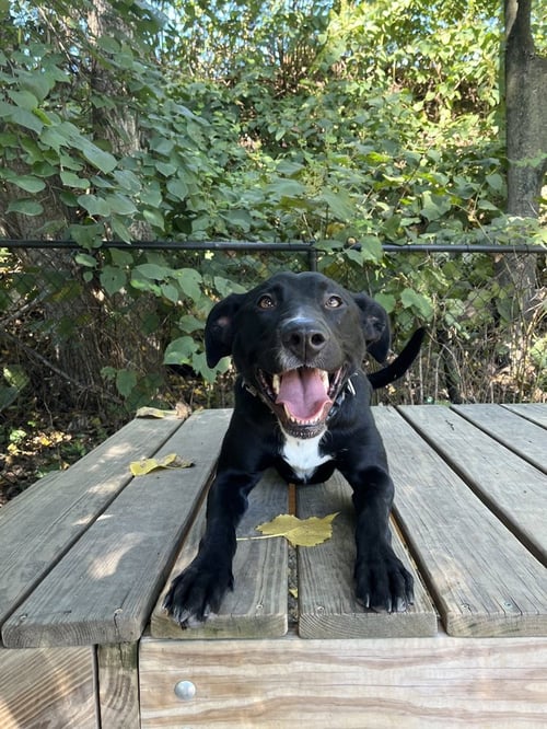 SHADE AVAILABLE 9/17 - Labrador Retriever available for adoption