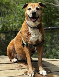 Harper - Photo 4
