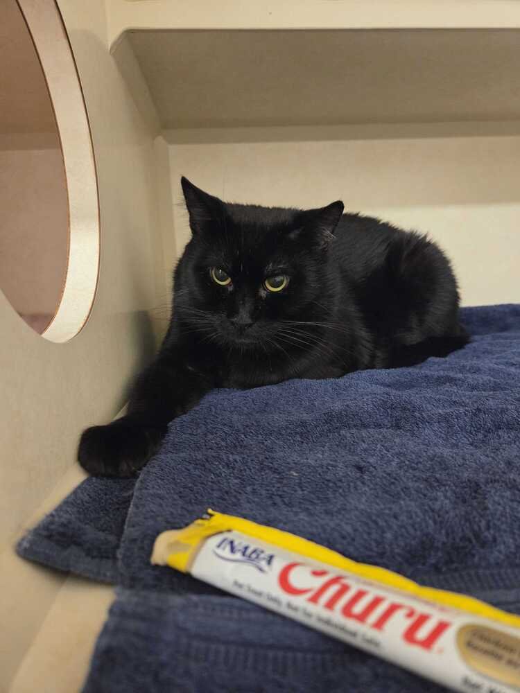 JUDA - Domestic Short Hair available for adoption