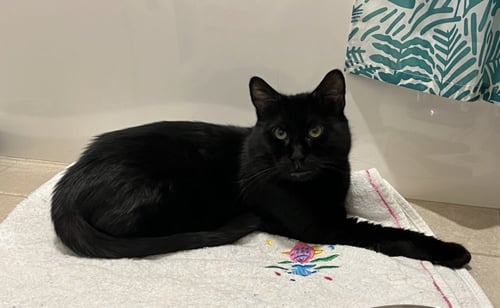 JUDA - Domestic Short Hair available for adoption