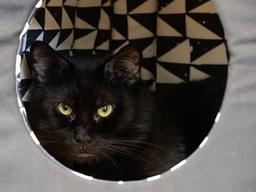 JUDA - Domestic Short Hair available for adoption