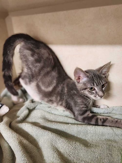 STORMSURGE - Domestic Short Hair available for adoption