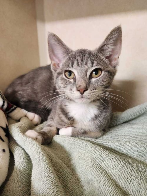 STORMSURGE - Domestic Short Hair available for adoption