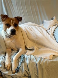 Trusty - Photo 3