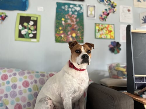 TRUSTY - Bulldog available for adoption