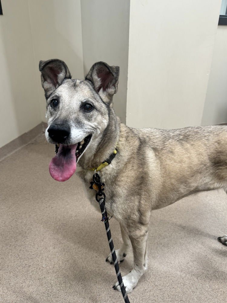 RILEY - Shepherd available for adoption