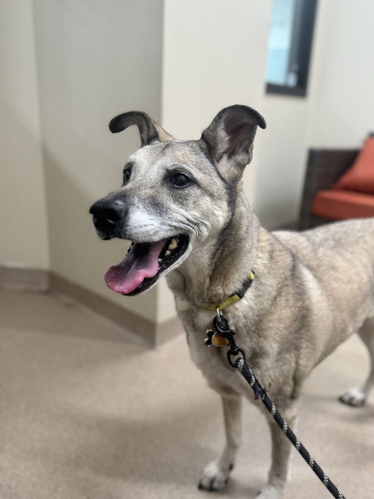 RILEY - Shepherd available for adoption