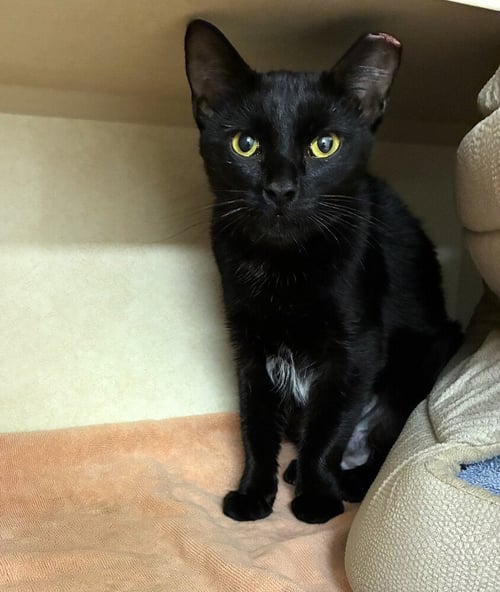 PETUNIA - Domestic Short Hair available for adoption