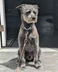 Charlie **Courtesy Post** - Photo 2