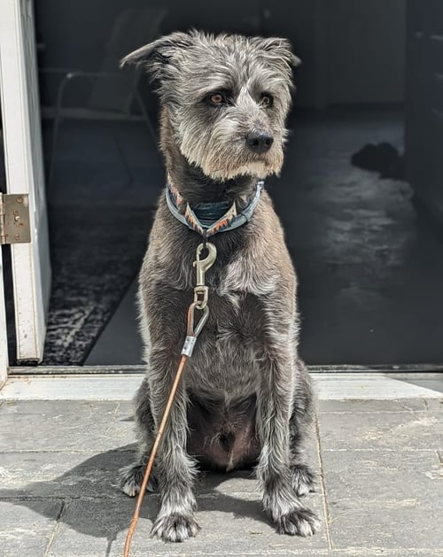 CHARLIE **COURTESY POST** - Poodle (Standard) / Terrier available for adoption
