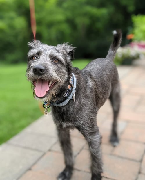 CHARLIE **COURTESY POST** - Poodle (Standard) / Terrier available for adoption