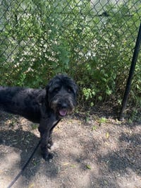 Smokey - Photo 4