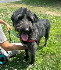 Smokey - Photo 3