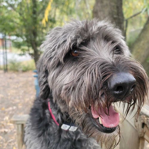 SMOKEY - Labrador Retriever available for adoption