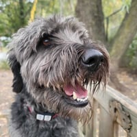Smokey - Photo 2
