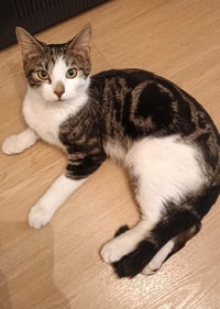 Axel - Photo 1