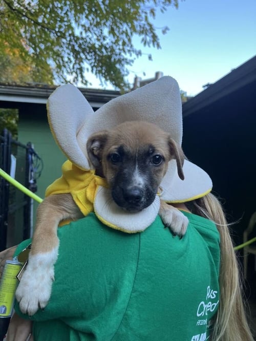 COVE AVAILABLE 10/30 - Shepherd available for adoption