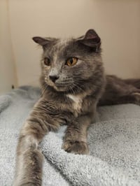 Harriet (Available 11/1) - Photo 2