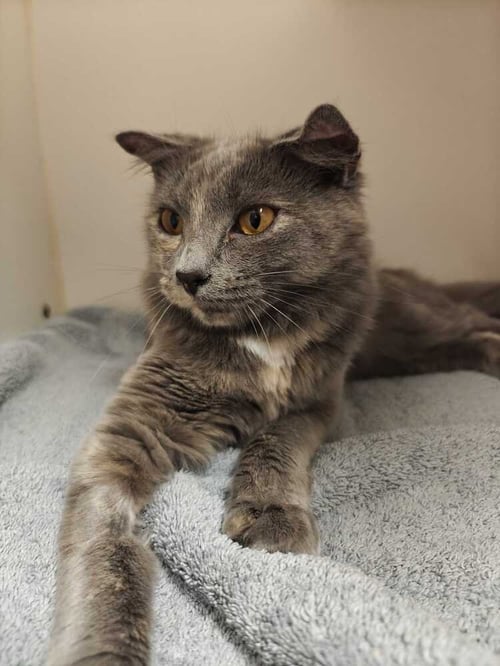 HARRIET (AVAILABLE 11/1) - Domestic Short Hair available for adoption