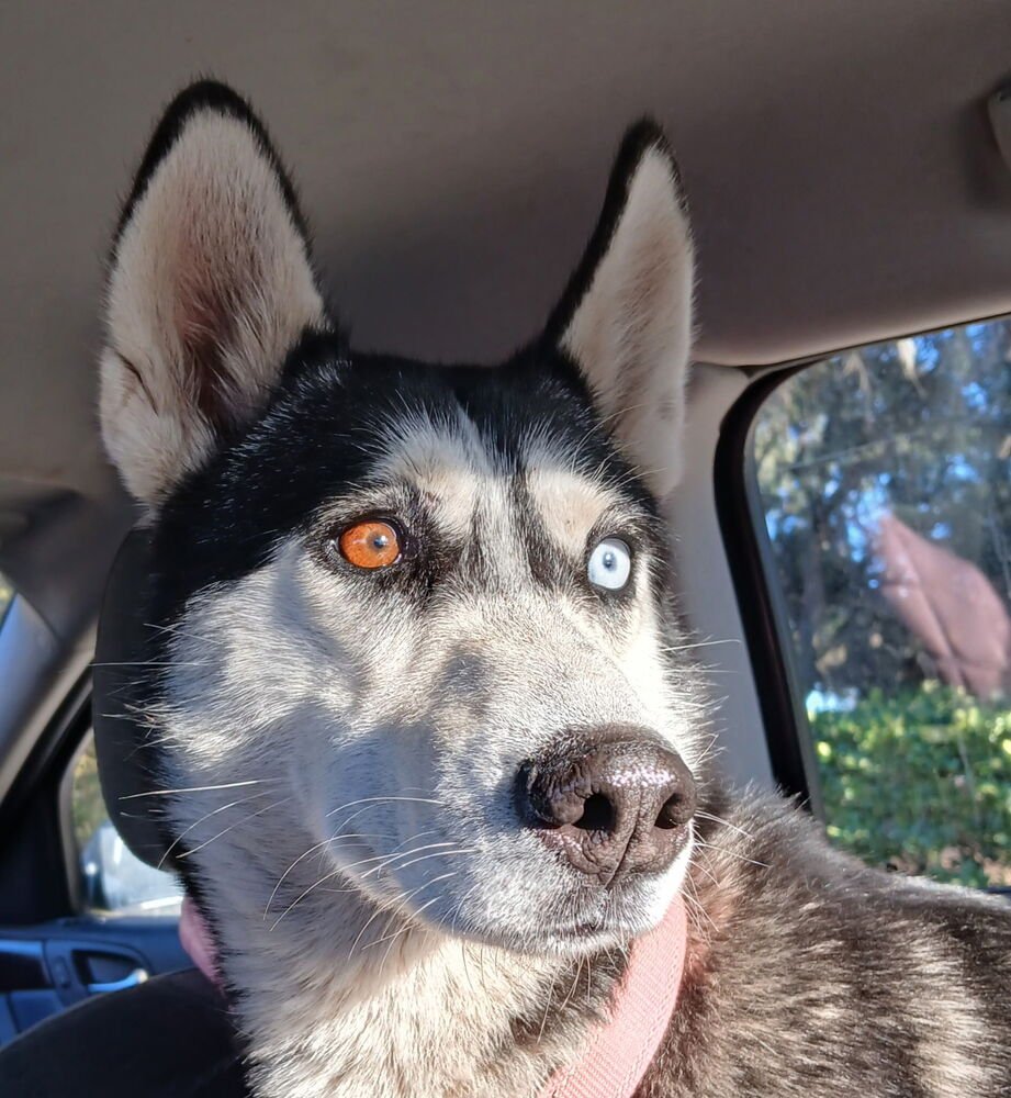 FANTINE - Husky available for adoption