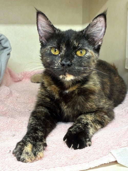 CITRUS - Domestic Short Hair available for adoption