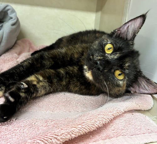 CITRUS - Domestic Short Hair available for adoption