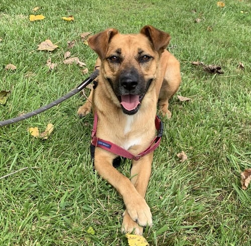 SCARLETT - Labrador Retriever available for adoption
