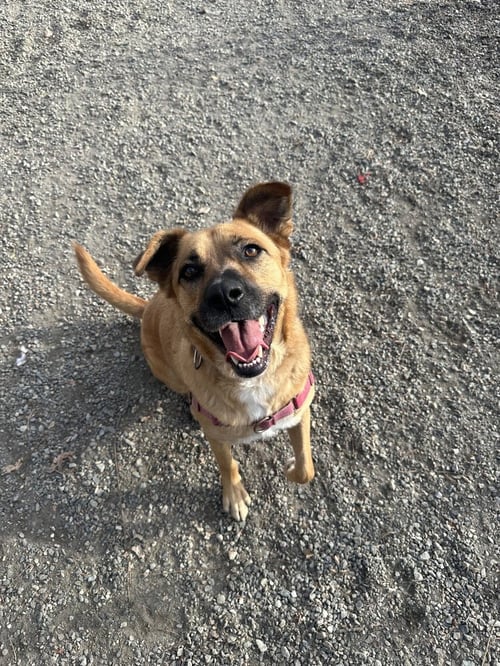 SCARLETT - Labrador Retriever available for adoption