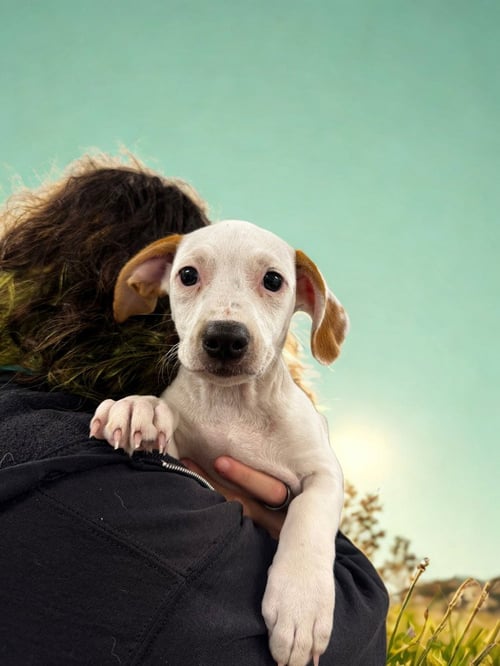 PISCES - Terrier available for adoption