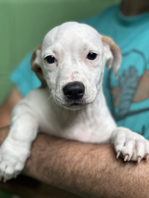 PISCES - Terrier available for adoption