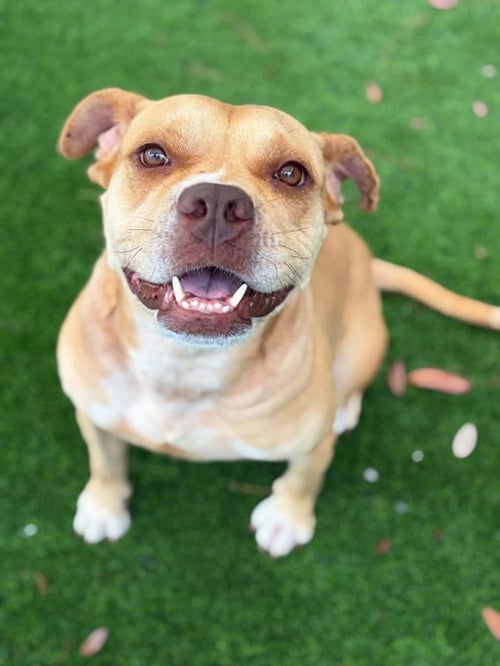 SHILOH - Bulldog available for adoption
