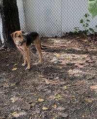 Forrest Available 9/15 - Photo 4