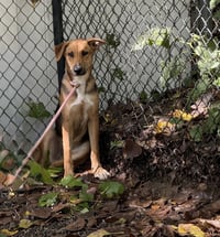 Forrest Available 9/15 - Photo 2